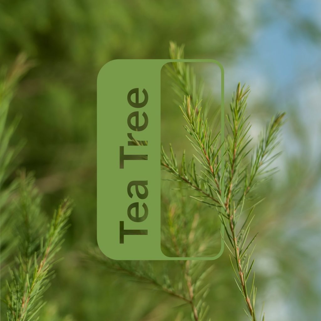 Tea Tree o Té de Árbol